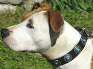 Black Leather Dog Collar with Silver Plated Circles Blue Stones Black Leather Dog Collar with Silver Plated Circles Blue Stones