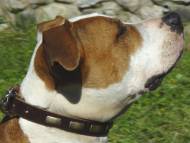 Leather Special Dog Collar With Plates- Amstaff breed Leather Special Dog Collar With Plates- Amstaff breed
