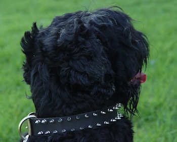 Black russian terrier collar with spiked