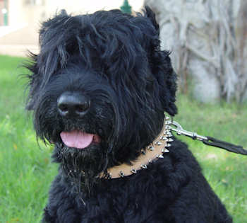 Black russian terrier collar with spiked