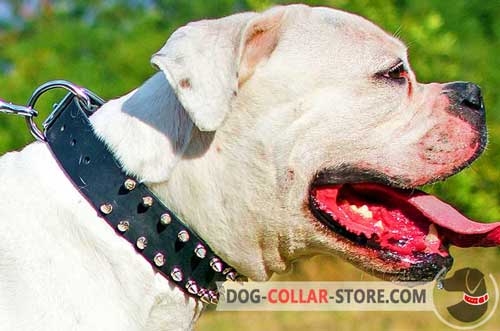Leather American Bulldog Collar with Decorations
