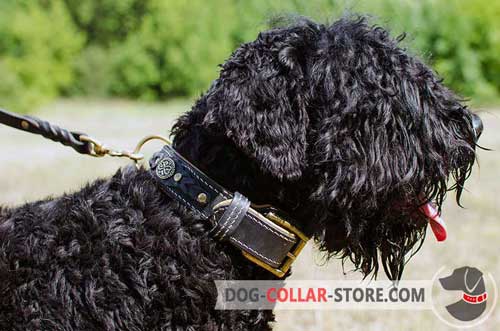 Decorated Leather Black Russian Terrier Collar Padded with Nappa for Extra Comfort