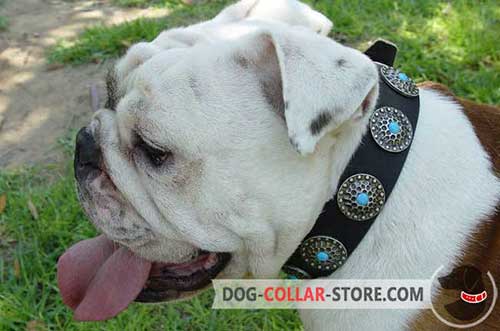 Hand-Decorated Stylish Leather Dog Collar for English Bulldog Training