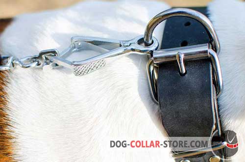 Reliable Nickel Plated Fittings on Designer Leather Dog Collar