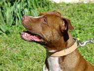 leather dog colar for sale