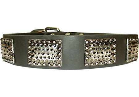 dog collar