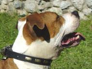 Leather Special Dog Collar With Plates- Amstaff Leather Special Dog Collar With Plates- Amstaff