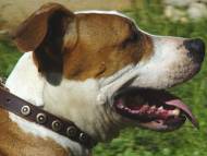 Brown Gorgeous Wide Leather Dog Collar With Doted Circles-Amstaf Brown Gorgeous Wide Leather Dog Collar With Doted Circles-Amstaf