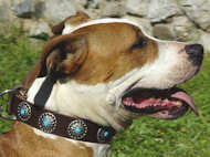 Brown Leather Dog Collar with Silver Plated Circles Blue Stones Brown Leather Dog Collar with Silver Plated Circles Blue Stones