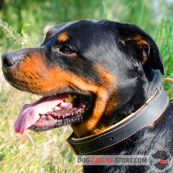 Designer Dog Collar for Rottweiler-Leather Custom Collar