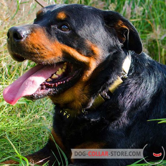 Rottweiler store hot sale