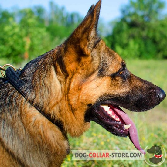 German shepherd shop leather collar