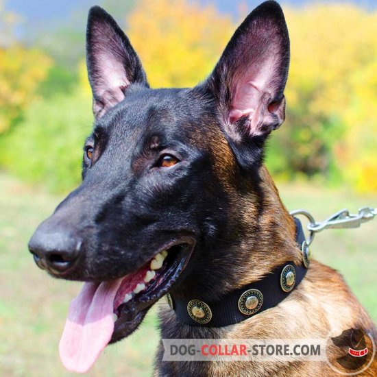 Belgian malinois clearance training gear