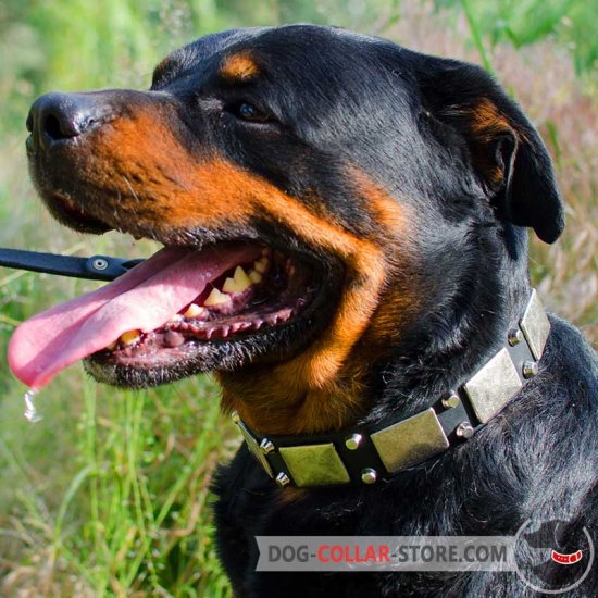 are rottweilers good helping disabled people dogs