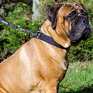 Bullmastiff leather dog collar with impressive columns of studs