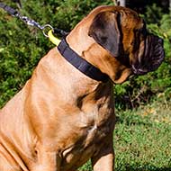 The Best Designer Leather Dog Collar with Massive Plates and Spikes for  Bullmastiff breed [C84##1014 Brass massive plates with 6 nickel spikes 3  pyramids] : Bullmastiff dog harness, Bullmastiff dog muzzle, Bullmastiff