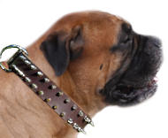 Bullmastiff Leather Spiked Dog Collar
