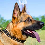 German shepherd shop spiked collar