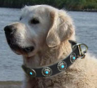 Golden Retriever Leather Dog Collar & Silver Blue Stones