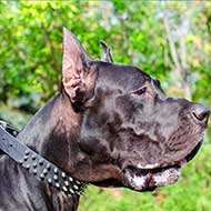 Great dane shop collar with handle