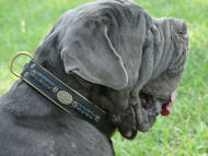 Royal Nappa Padded Hand Made Leather dog collar