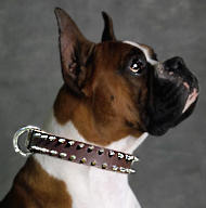 Boxer Leather Spiked Dog Collar/Bulldog spiked collar