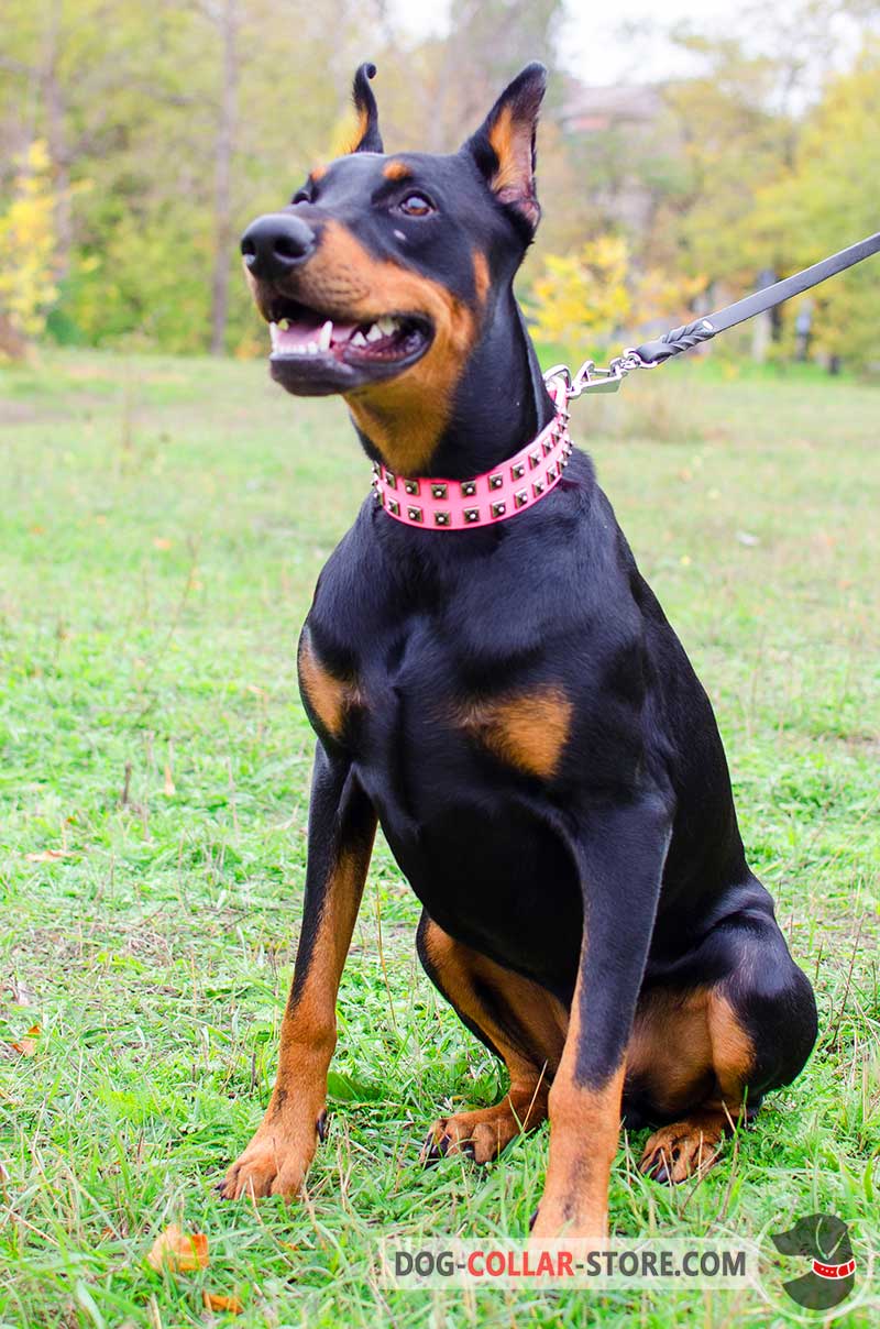 Pink Leather Doberman Collar with Studs 