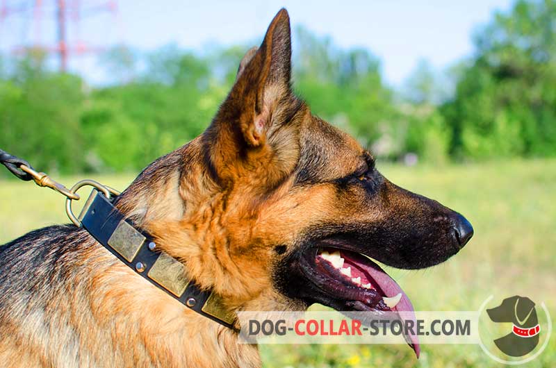 Best Dog Collars for German Shepherds
