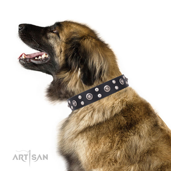 Daily walking embellished dog collar made of top notch genuine leather