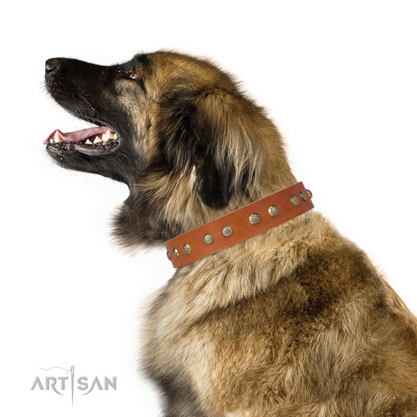 Stylish design embellishments on everyday walking leather dog collar