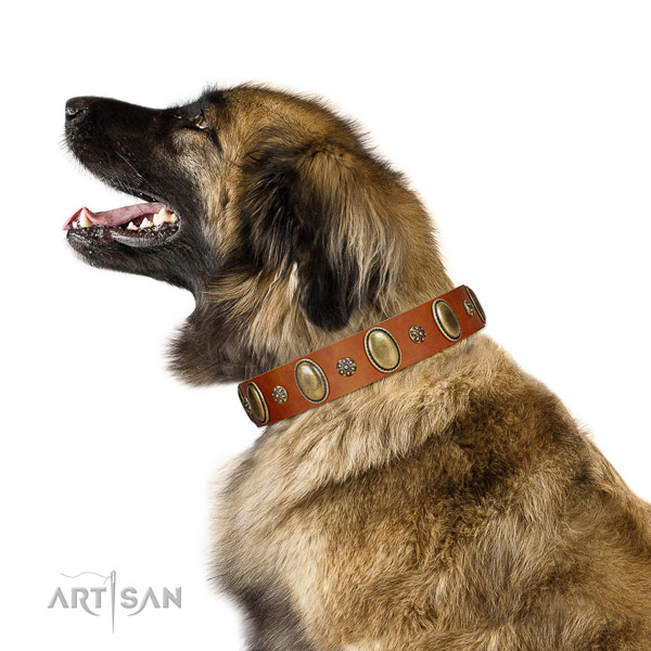 Daily walking top notch genuine leather dog collar with embellishments
