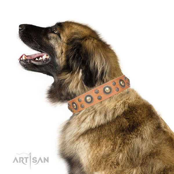 Leonberger leather dog collar for daily use