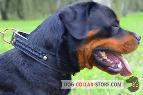 Training Braided Leather Rottweiler Collar with D-Ring