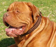 French discount mastiff collars