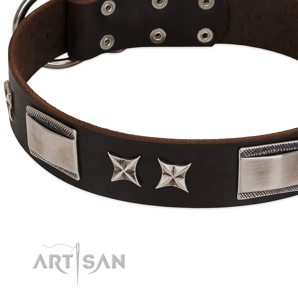 Fashionable collar of leather for your stylish four-legged friend