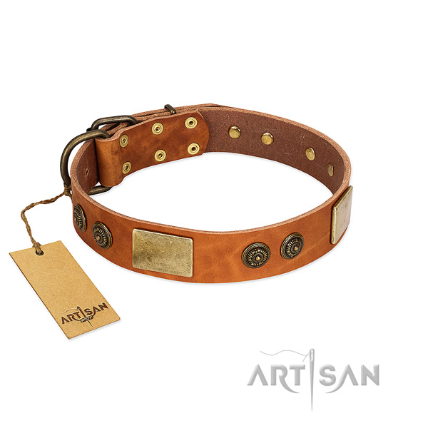 Impressive full grain natural leather dog collar for stylish walking