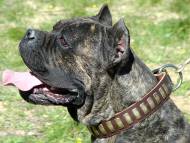 Gorgeous Wide Leather Dog Collar With Plates - Cane corso collar