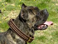 Cane Corso Looks like a Real King in FDT Artisan Leather Dog